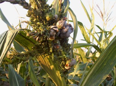 Maíz contaminado por transgénico